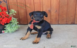 Doberman Pinscher dogs for sale: Ellie - Image 4