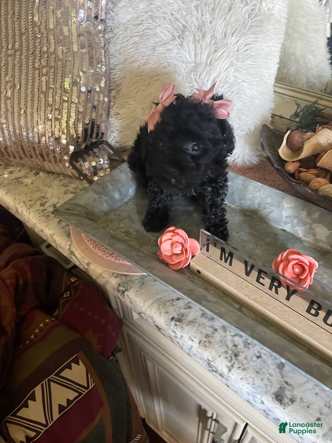 Toy Poodle dogs for sale: Nola - Image 3