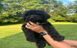 Standard Poodle dogs for sale: Standard Poodle 8 puppies - Image 6