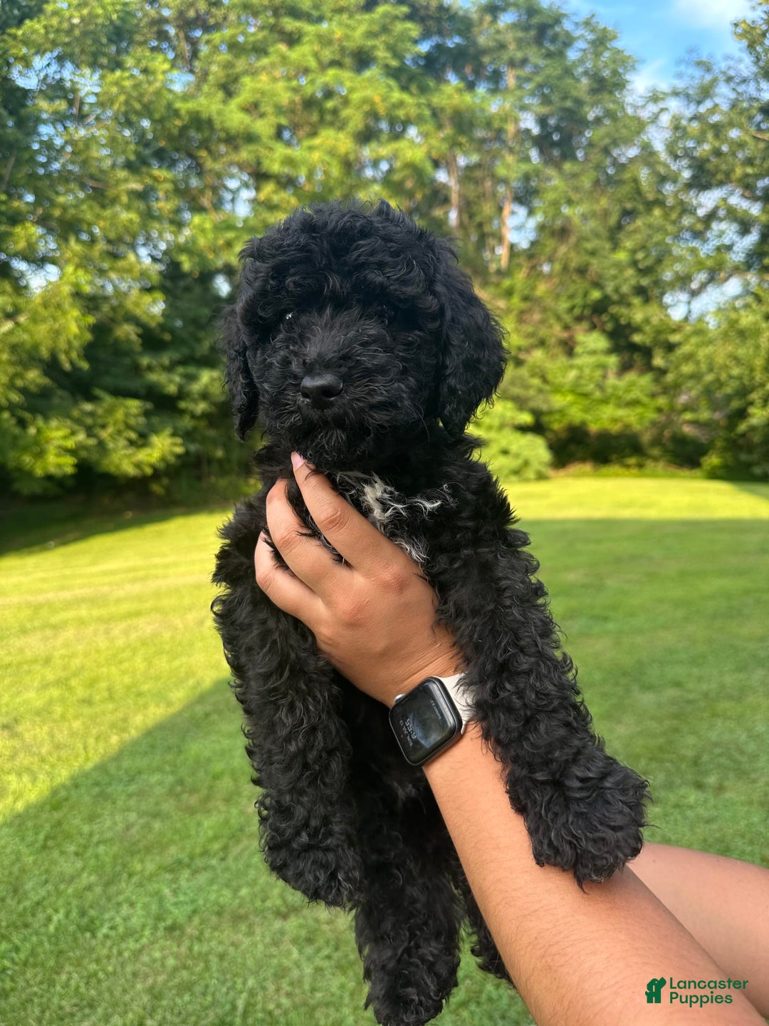 Standard Poodle dogs for sale: Standard Poodle 8 puppies - Image 6