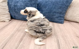 Mini Bernedoodle dogs for sale: Diamond - Blue Eyes - Image 8