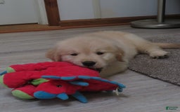 Golden Retriever dogs for sale: Erin - Image 14