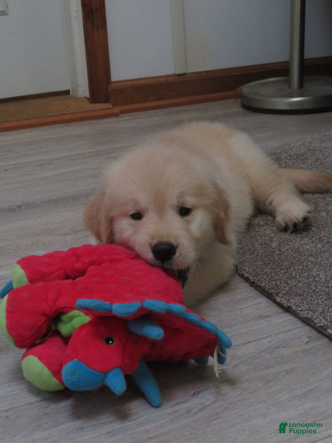 Golden Retriever dogs for sale: Erin - Image 14