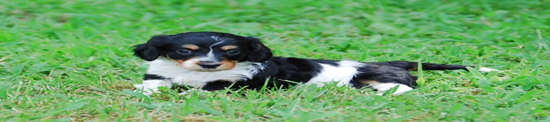Akc Pippin