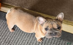 French Bulldog dogs for sale: Marshmello - Image 5