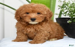Mini Goldendoodle dogs for sale: Harver - Image 1