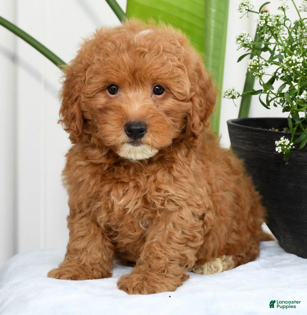 Mini Goldendoodle dogs for sale: Harver - Image 1