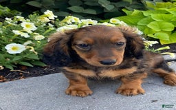 Dachshund dogs for sale: Dora - Image 9