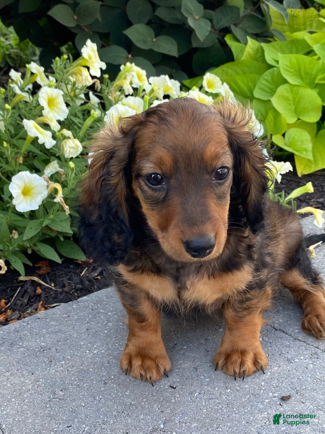 Dachshund dogs for sale: Dora - Image 9