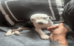 American Bully dogs for sale: Beauty - Image 9