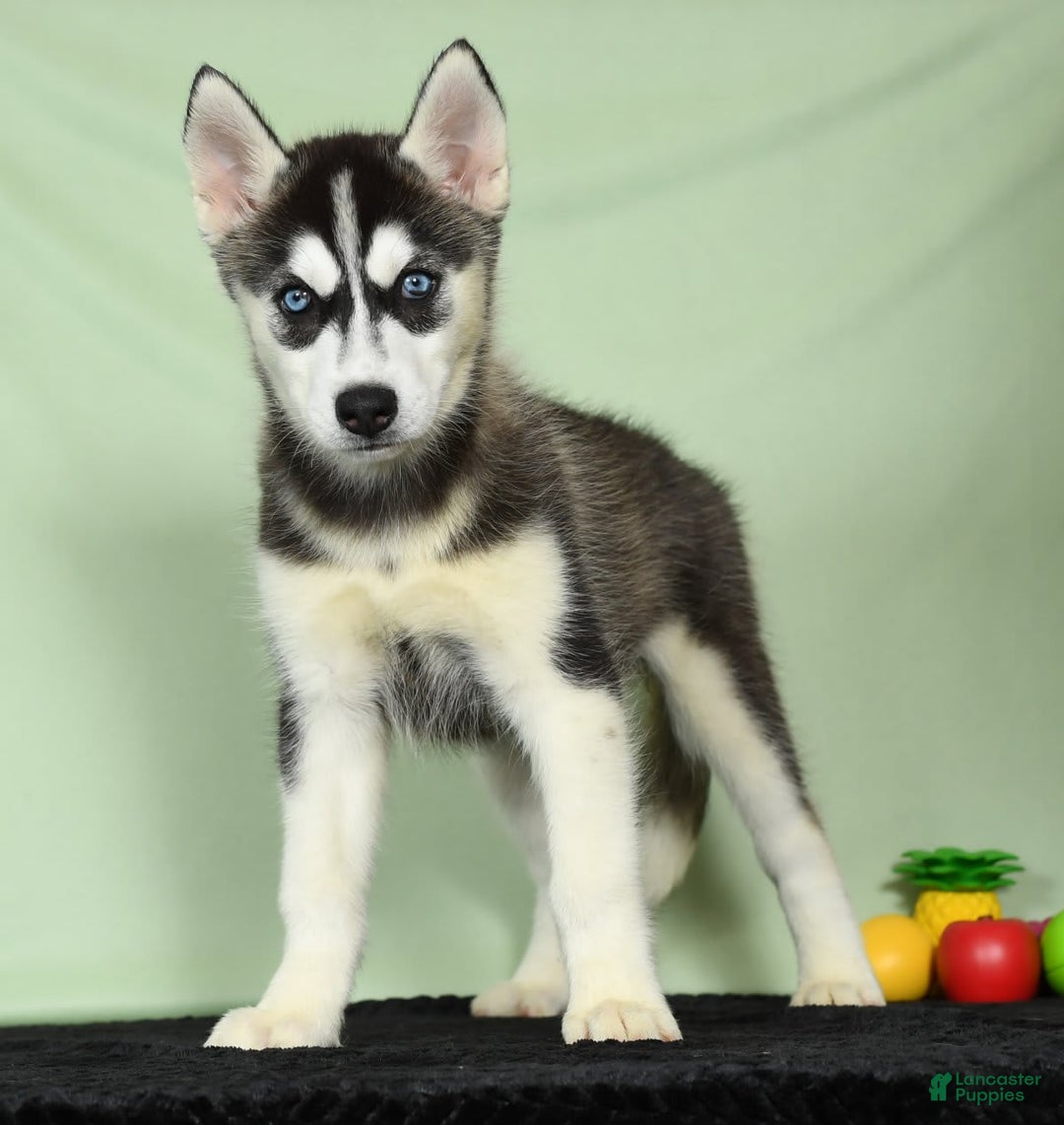 Siberian Husky dogs for sale: Mitzy - Image 8