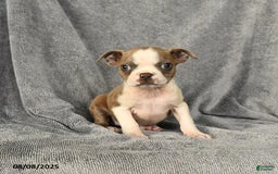 Boston Terrier dogs for sale: Lilac - Image 2