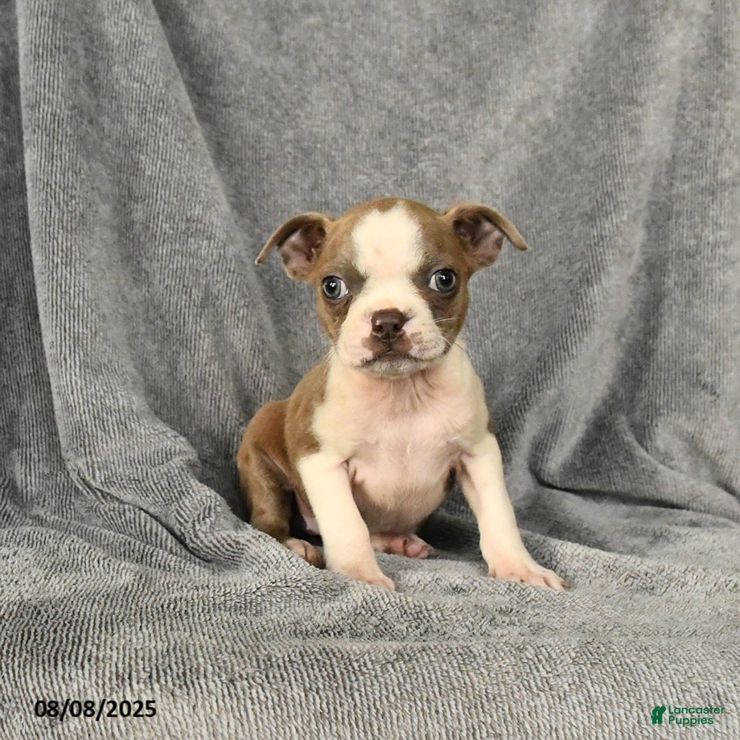 Boston Terrier dogs for sale: Lilac - Image 2