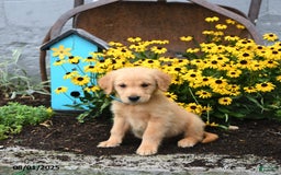 Golden Retriever dogs for sale: Freddie - Image 2