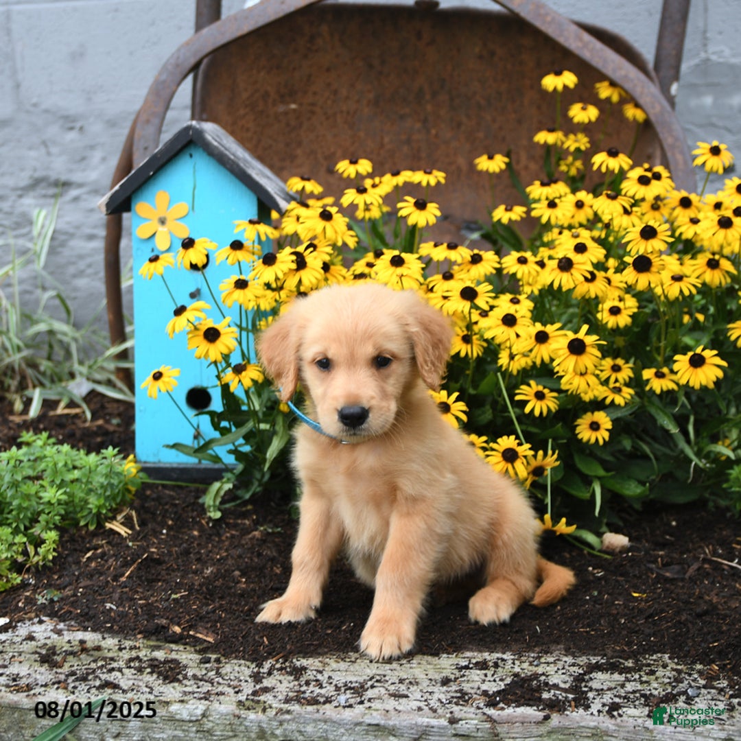 Golden Retriever dogs for sale: Freddie - Image 2