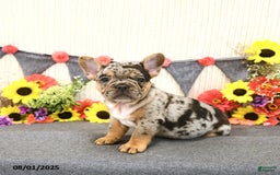 French Bulldog dogs for sale: Harper - Image 2
