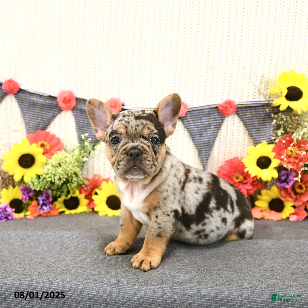 French Bulldog dogs for sale: Harper - Image 2