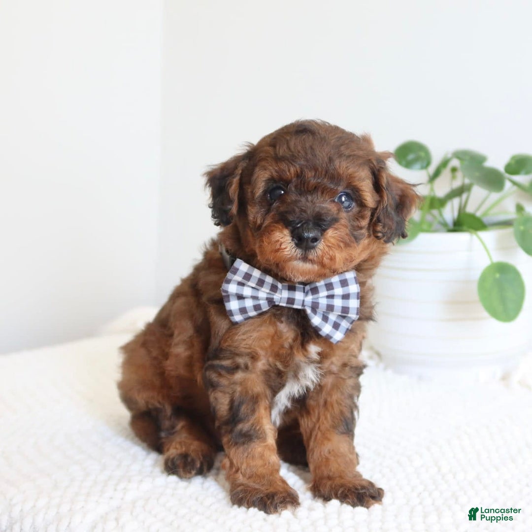 Toy Poodle dogs for sale: Grant - Image 4