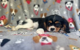 Cavalier King Charles Spaniel dogs for sale: Chewy - Image 6