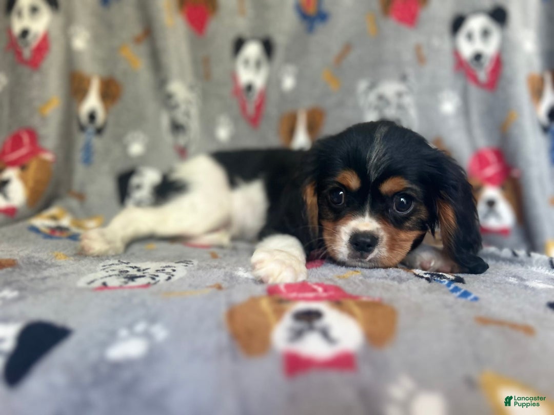 Cavalier King Charles Spaniel dogs for sale: Chewy - Image 6