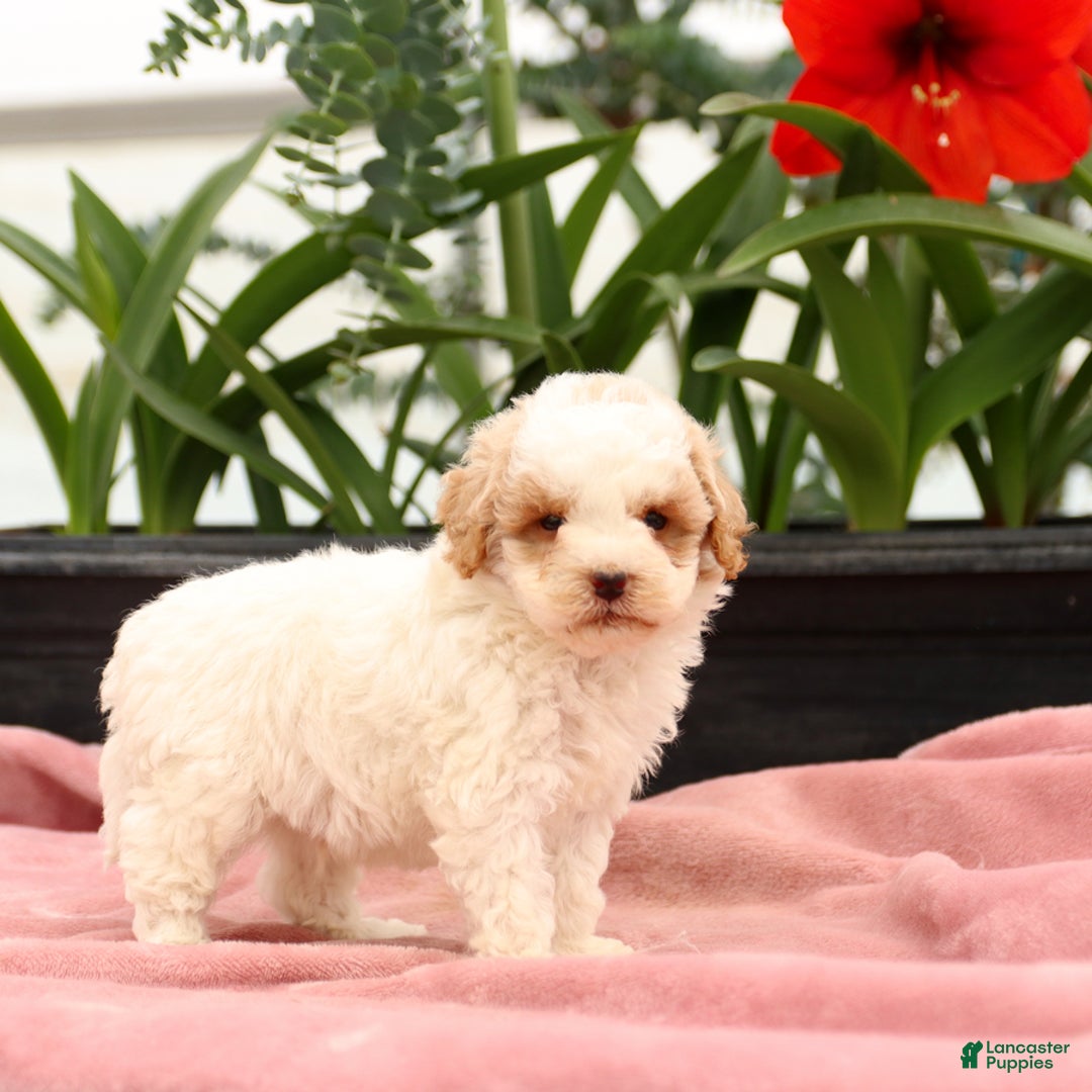 Mini Goldendoodle dogs for sale: Zane - Image 7