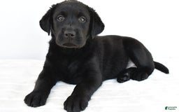 Labrador Retriever dogs for sale: Bell - Image 7