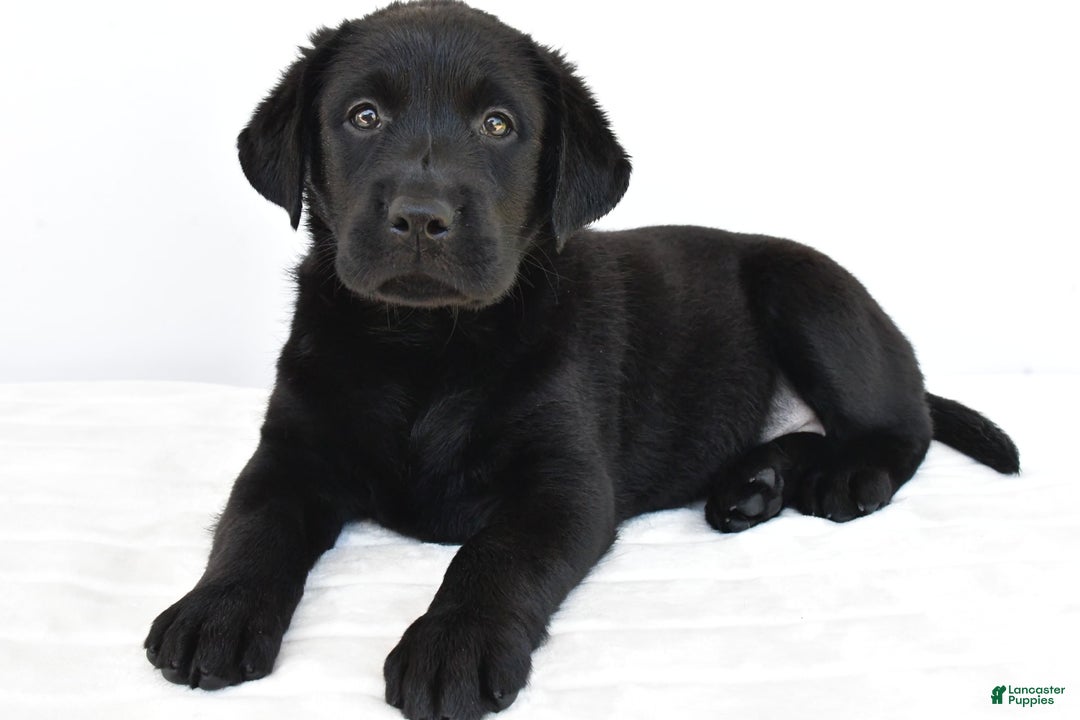 Labrador Retriever dogs for sale: Bell - Image 7