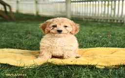Cockapoo dogs for sale: Huckleberry Finn - Image 5