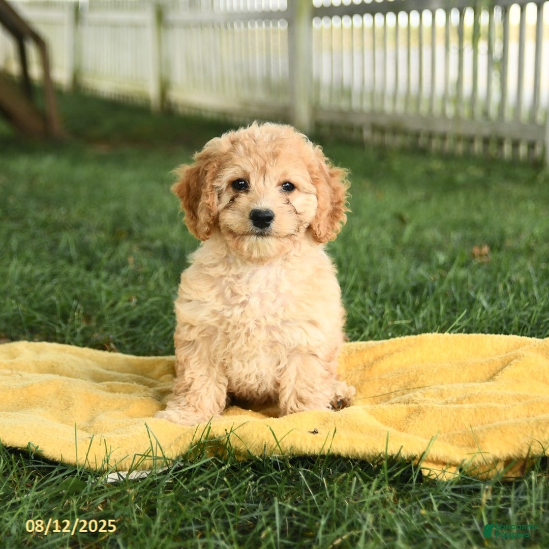 Cockapoo dogs for sale: Huckleberry Finn - Image 5