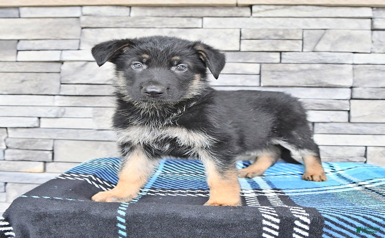 German Shepherd dogs for sale - Ad 1