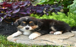 Miniature Australian Shepherd dogs for sale: Harry - Image 3