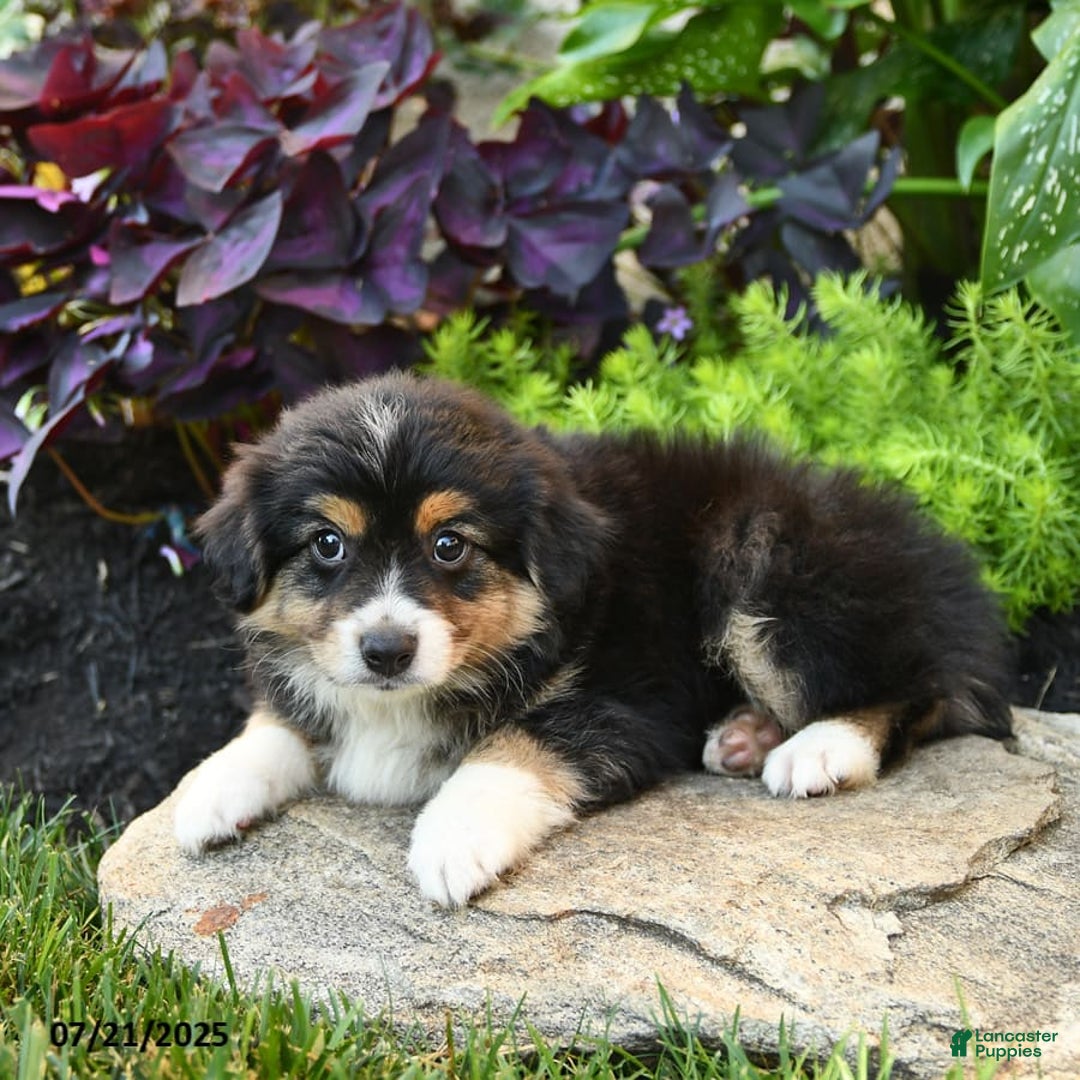 Miniature Australian Shepherd dogs for sale: Harry - Image 3