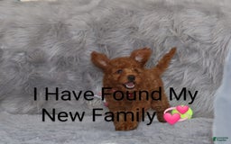 Mini Goldendoodle dogs for sale: Cinnamon - Image 23