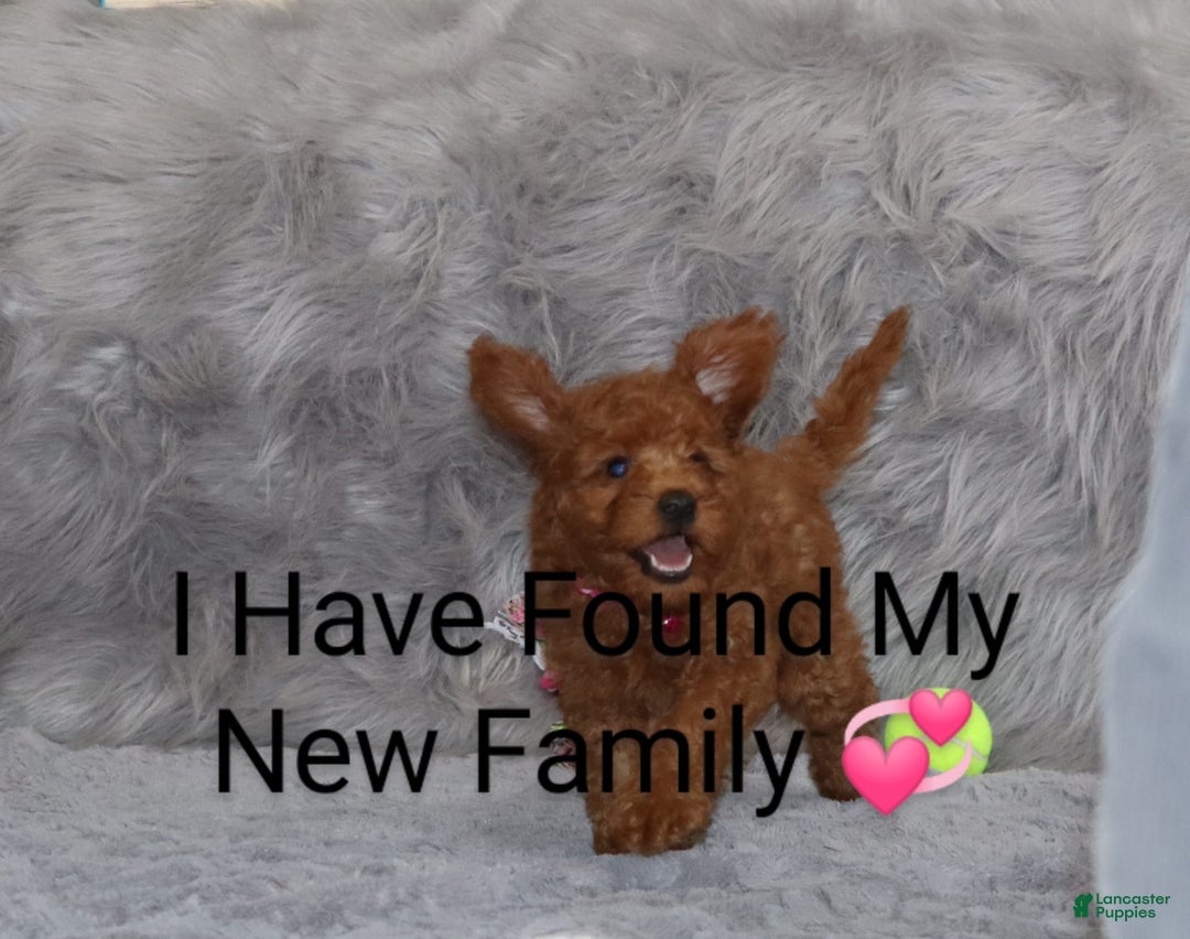 Mini Goldendoodle dogs for sale: Cinnamon - Image 23