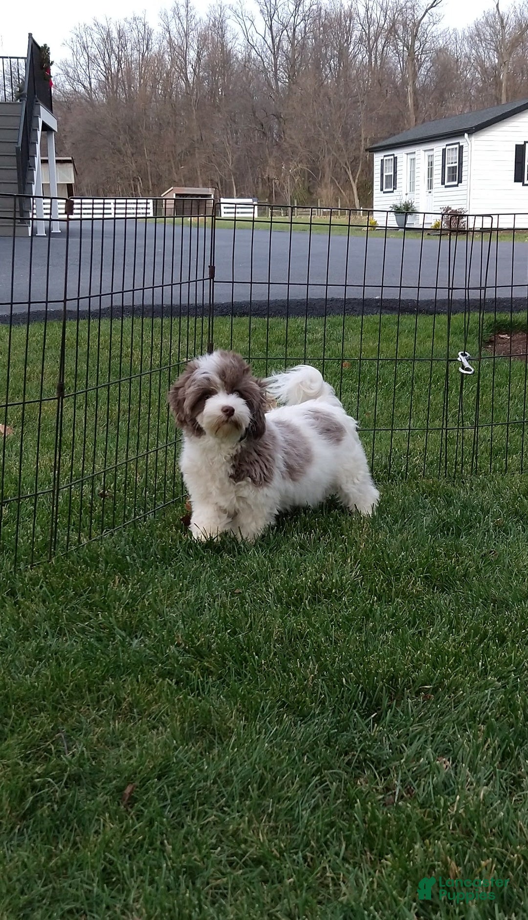 Havanese dogs for sale: Tucker - Image 7