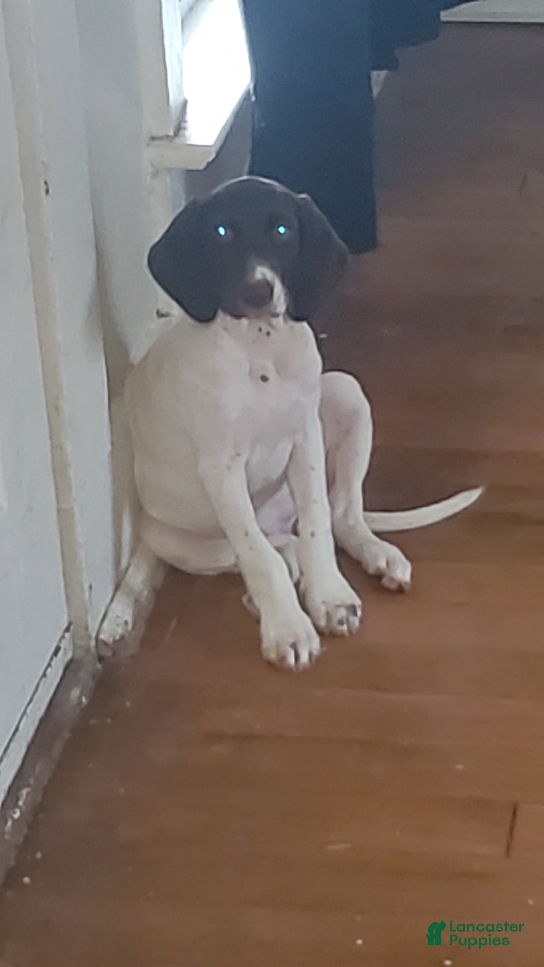 German Shorthaired Pointer dogs for sale: Girl 6 - Image 4
