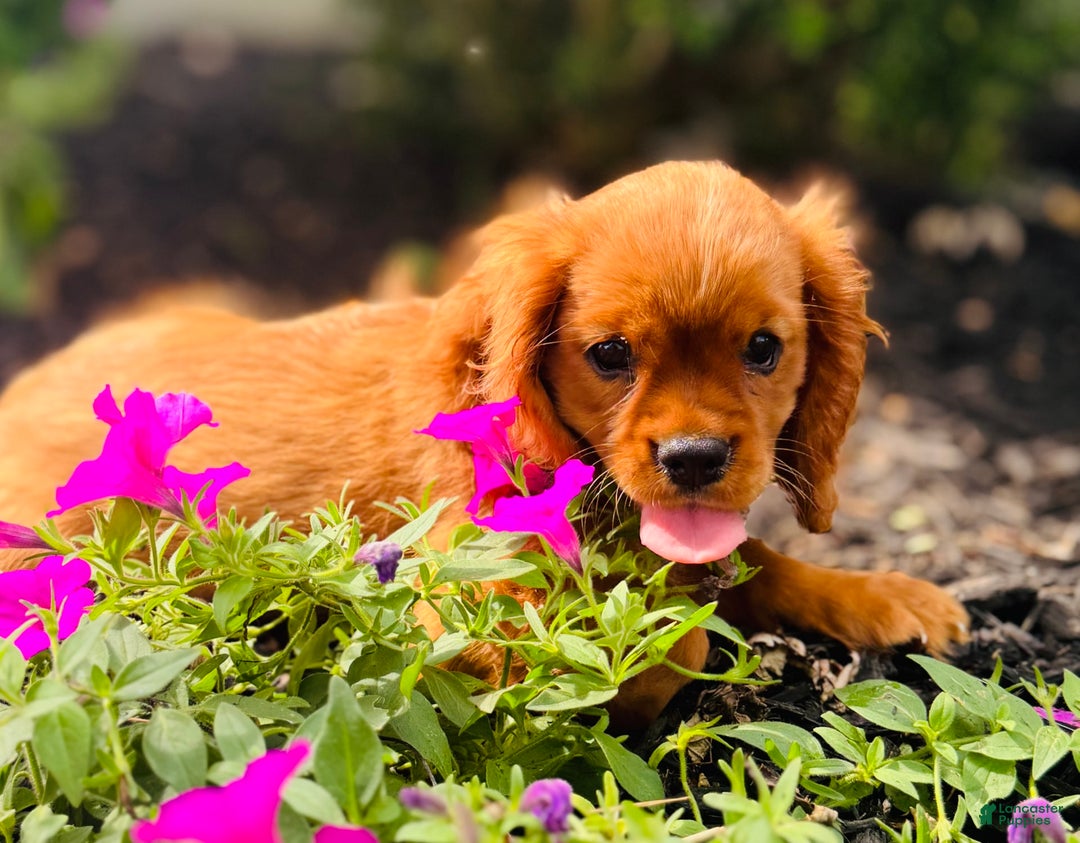 Cavalier King Charles Spaniel dogs for sale: Daisy - Image 12