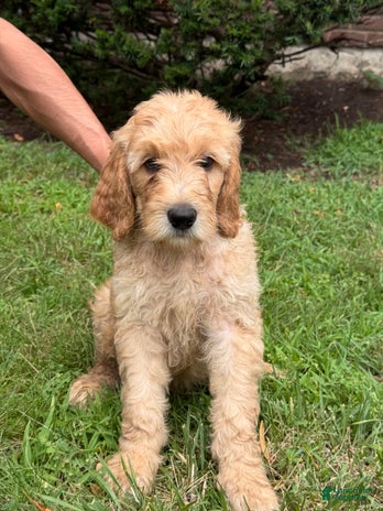 Goldendoodle dogs for sale - Ad 1