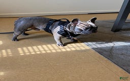 French Bulldog dogs for stud: Plumber - Image 1