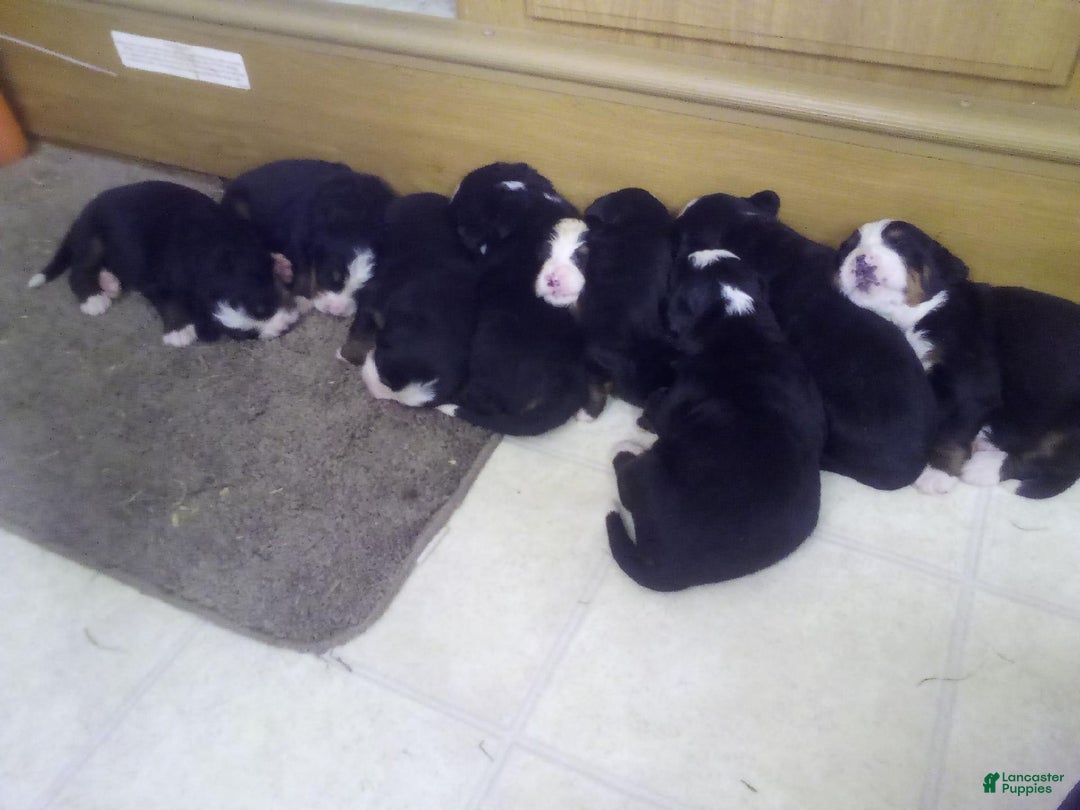Bernese Mountain Dog dogs for sale: Handsome - Image 4