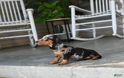 Miniature Dachshund dogs for sale: Shela - Image 3