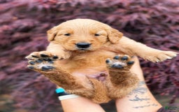 Golden Retriever dogs for sale: Spruce - Image 8