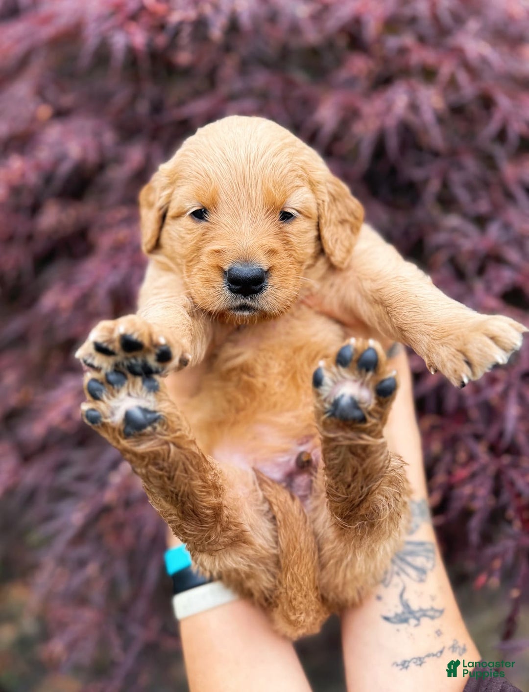 Golden Retriever dogs for sale: Spruce - Image 8