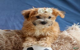 Yochon dogs for sale: Torin - Image 1