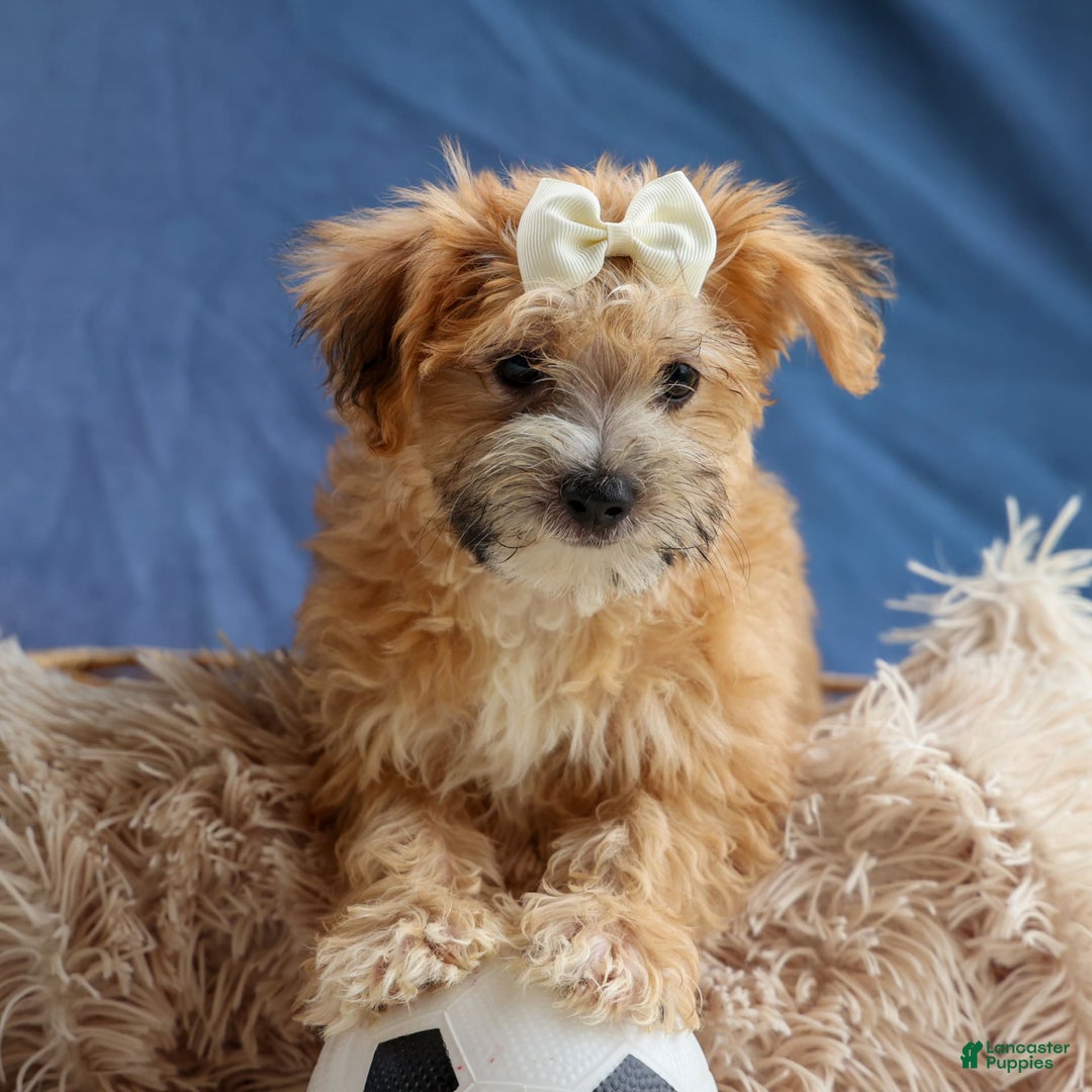 Yochon dogs for sale: Torin - Image 1