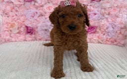 Standard Poodle dogs for sale: Milly AKC - Image 5