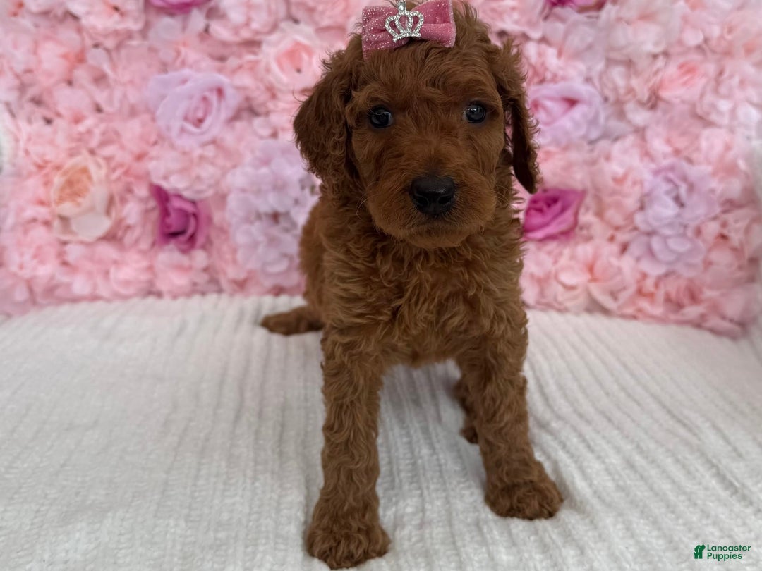 Standard Poodle dogs for sale: Milly AKC - Image 5
