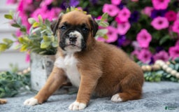 Boxer dogs for sale: Sunny - Image 7