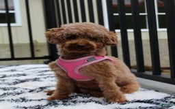 Toy Poodle dogs for sale: Elri - Image 18