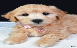 Maltipoo dogs for sale: Beauty - Image 3